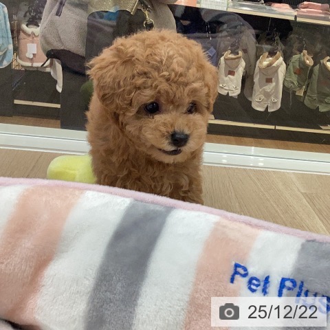 トイ・プードルの写真