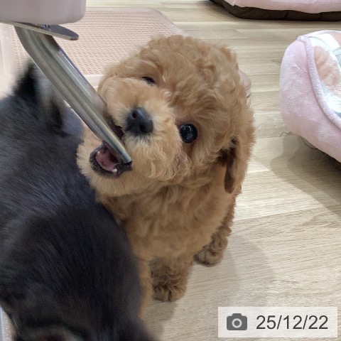 トイ・プードルの写真