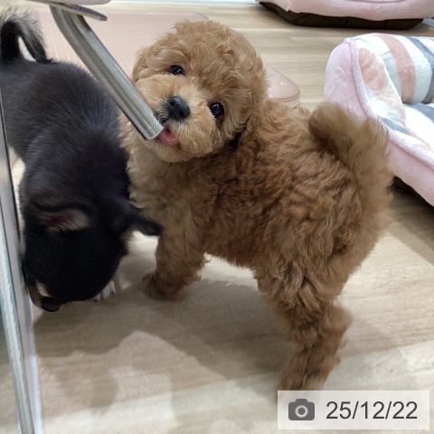 トイ・プードルの写真