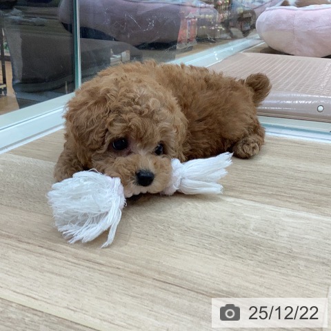 トイ・プードルの写真