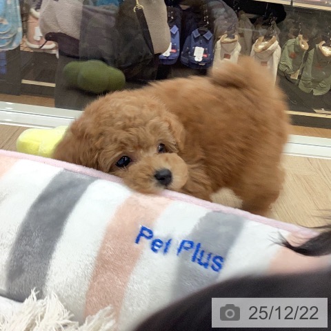 トイ・プードルの写真