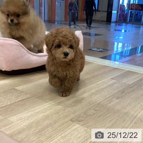 トイ・プードルの写真