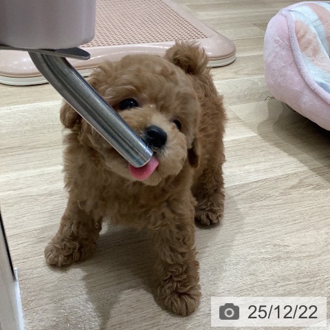 トイ・プードルの写真