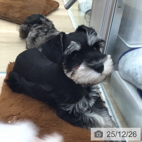 岐阜県のミニチュアシュナウザー (ペットプラス 各務原店/2025年10月21日生まれ/男の子/ブラックシルバー)の子犬の4枚目の画像