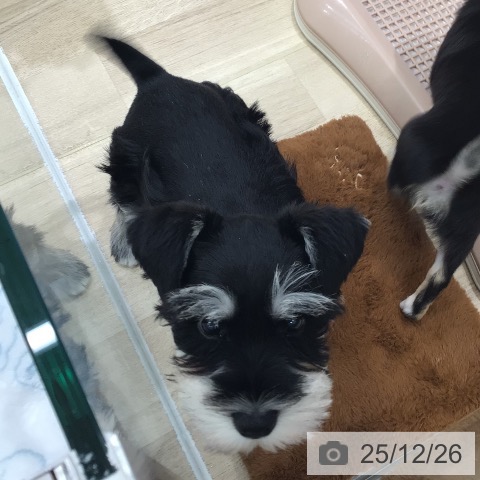 岐阜県のミニチュアシュナウザー (ペットプラス 各務原店/2025年10月21日生まれ/男の子/ブラックシルバー)の子犬の3枚目の画像