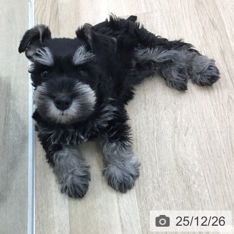 ミニチュア・シュナウザーの写真