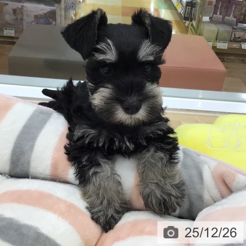 ミニチュア・シュナウザーの写真