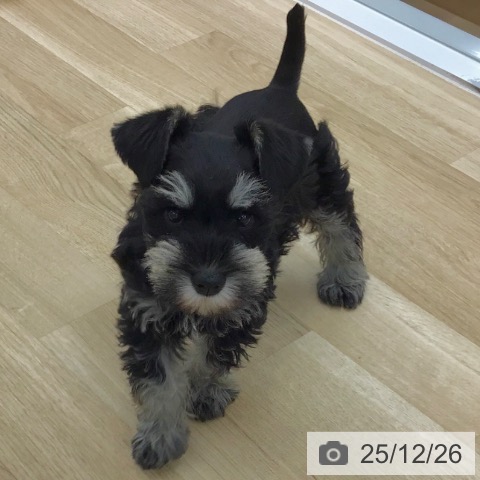 ミニチュア・シュナウザーの写真