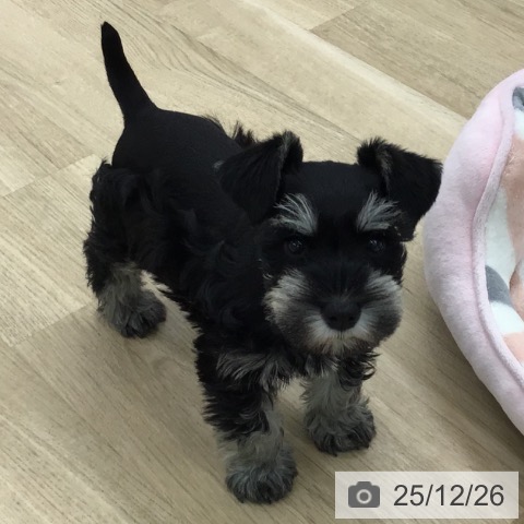 愛知県のミニチュアシュナウザー (ペットプラス 千音寺店/2025年10月21日生まれ/女の子/ブラックシルバー)の子犬の4枚目の画像