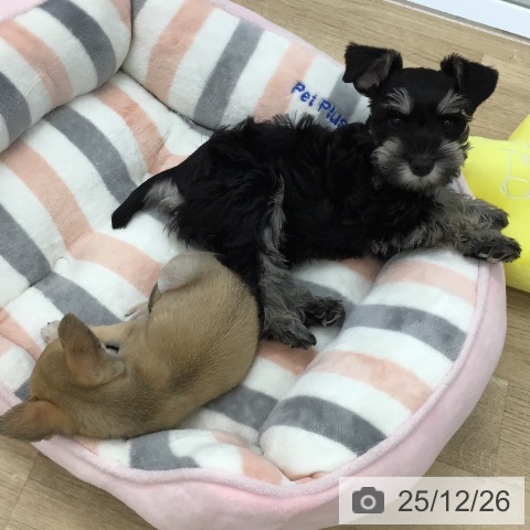 愛知県のミニチュアシュナウザー (ペットプラス 千音寺店/2025年10月21日生まれ/女の子/ブラックシルバー)の子犬の3枚目の画像