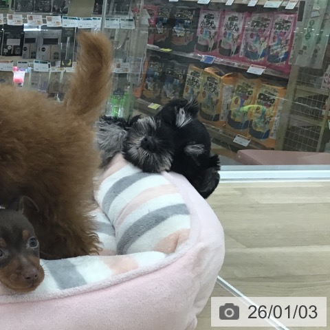 愛知県のミニチュアシュナウザー (ペットプラス 千音寺店/2025年10月21日生まれ/女の子/ブラックシルバー)の子犬の3枚目の画像