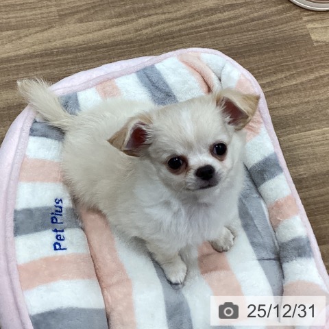 茨城県のチワワ(ロング) (ペッツワン 古河店/2025年10月21日生まれ/男の子/クリームホワイト)の子犬の3枚目の画像