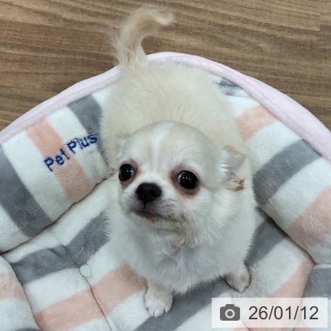 埼玉県のチワワ(ロング) (ペットプラス イオンモール春日部店/2025年10月21日生まれ/男の子/クリームホワイト)の子犬の3枚目の画像