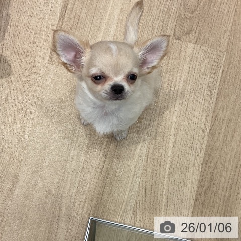 群馬県のチワワ(ロング) (ペットプラス イオンモール太田店/2025年10月21日生まれ/男の子/クリーム)の子犬の4枚目の画像