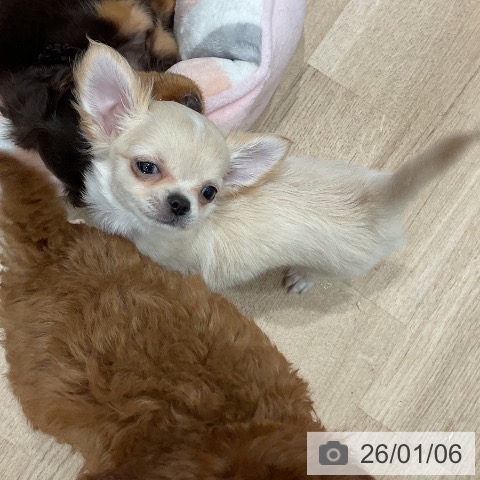 群馬県のチワワ(ロング) (ペットプラス イオンモール太田店/2025年10月21日生まれ/男の子/クリーム)の子犬の3枚目の画像