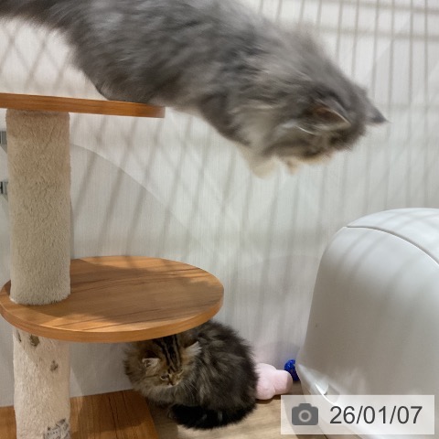 福岡県のエキゾチック (ペットプラス 八幡東店/2025年9月27日生まれ/男の子/ブルータビーホワイト)の子猫の3枚目の画像