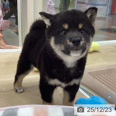 岐阜県の柴犬(標準サイズ) (ペットプラス 各務原店/2025年10月18日生まれ/男の子/黒)の子犬の4枚目の画像