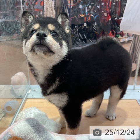 愛知県の柴犬(標準サイズ) (ペットプラス 名古屋茶屋店/2025年10月18日生まれ/男の子/黒)の子犬の4枚目の画像