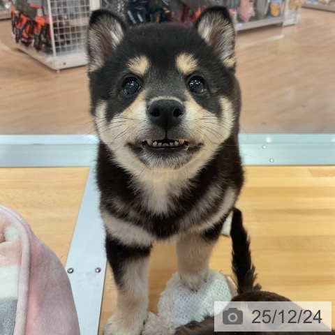 愛知県の柴犬(標準サイズ) (ペットプラス 名古屋茶屋店/2025年10月18日生まれ/男の子/黒)の子犬の3枚目の画像