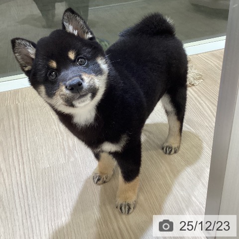 富山県の柴犬(標準サイズ) (ペットプラス 高岡店/2025年10月18日生まれ/女の子/黒)の子犬の4枚目の画像