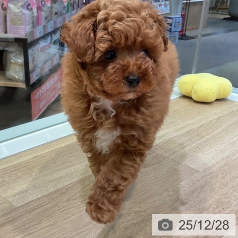 トイ・プードルの写真