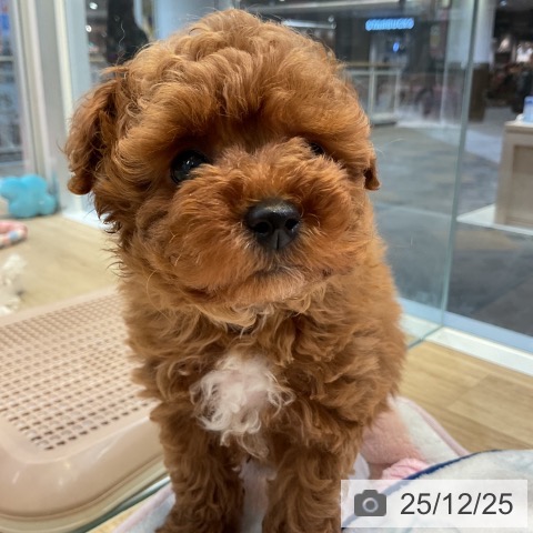 トイ・プードルの写真