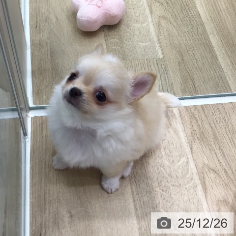 岐阜県のチワワ(ロング) (ペットプラス 各務原店/2025年10月22日生まれ/男の子/クリームホワイト)の子犬の4枚目の画像