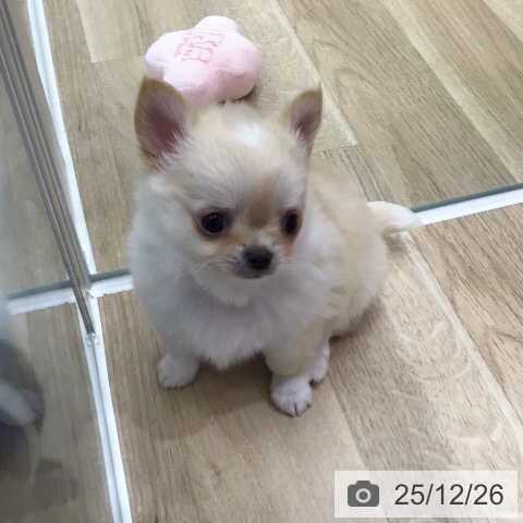 岐阜県のチワワ(ロング) (ペットプラス 各務原店/2025年10月22日生まれ/男の子/クリームホワイト)の子犬の3枚目の画像