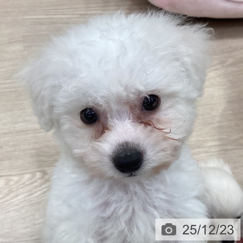 愛知県のビションフリーゼ (ペットプラス 豊田店/2025年10月22日生まれ/男の子/ホワイト)の子犬の4枚目の画像