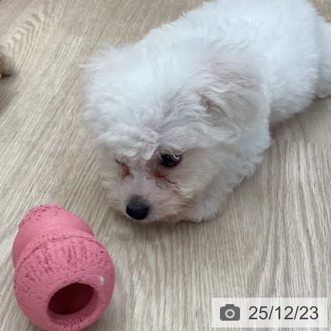 愛知県のビションフリーゼ (ペットプラス 豊田店/2025年10月22日生まれ/男の子/ホワイト)の子犬の3枚目の画像