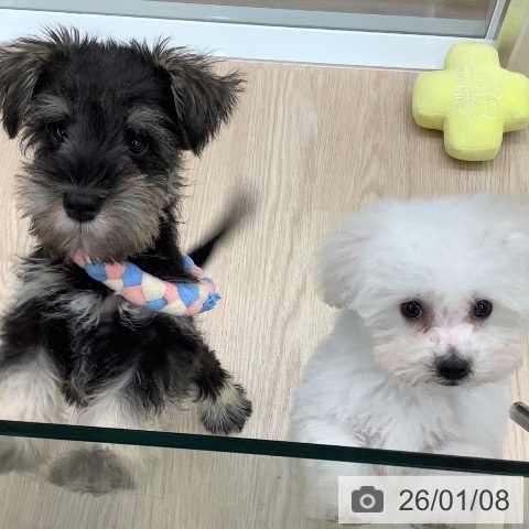 ビション・フリーゼの写真