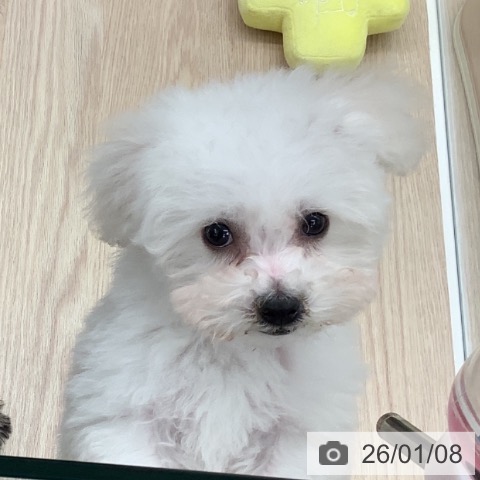 石川県のビションフリーゼ (ペットプラス 白山店/2025年10月22日生まれ/男の子/ホワイト)の子犬の4枚目の画像