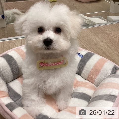 ビション・フリーゼの写真