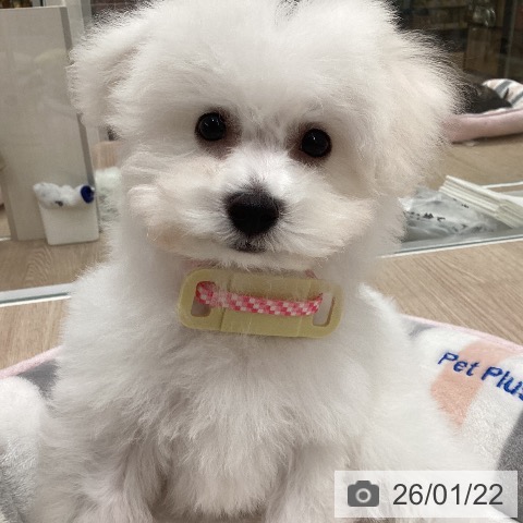 ビション・フリーゼの写真