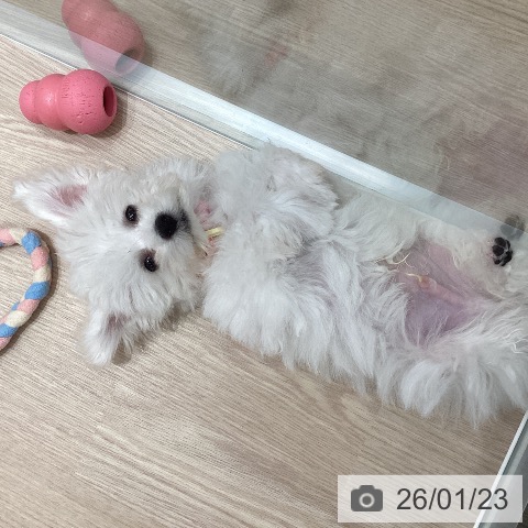 石川県のビションフリーゼ (ペットプラス 白山店/2025年10月22日生まれ/男の子/ホワイト)の子犬の4枚目の画像