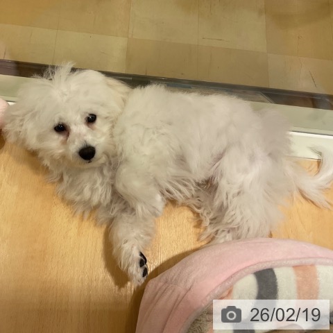 石川県のビションフリーゼ (ペットプラス 新小松店/2025年10月22日生まれ/男の子/ホワイト)の子犬の4枚目の画像