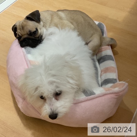 石川県のビションフリーゼ (ペットプラス 新小松店/2025年10月22日生まれ/男の子/ホワイト)の子犬の4枚目の画像