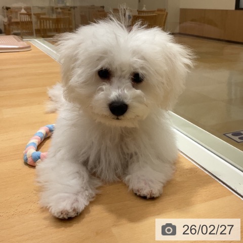 ビション・フリーゼの写真