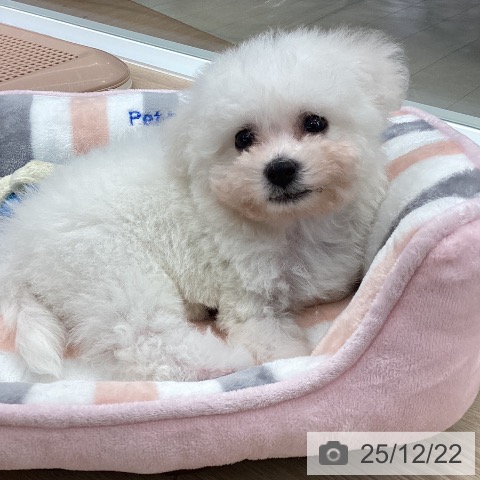 石川県のビションフリーゼ (ペットプラス 白山店/2025年10月22日生まれ/男の子/ホワイト)の子犬の3枚目の画像