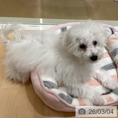 石川県のビションフリーゼ (ペットプラス 新小松店/2025年10月22日生まれ/男の子/ホワイト)の子犬の4枚目の画像