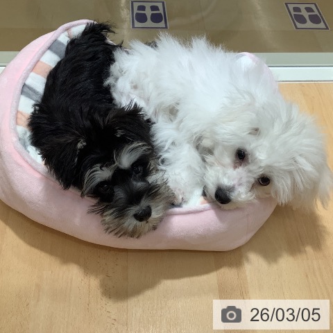 石川県のビションフリーゼ (ペットプラス 新小松店/2025年10月22日生まれ/男の子/ホワイト)の子犬の3枚目の画像