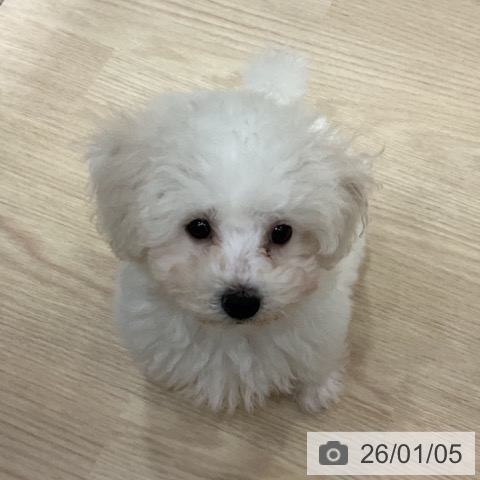 ビション・フリーゼの写真