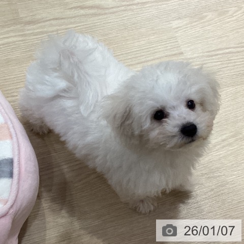 ビション・フリーゼの写真