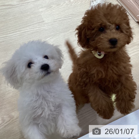 ビション・フリーゼの写真