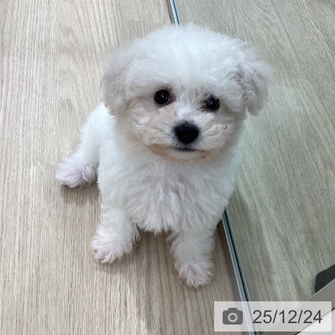 ビション・フリーゼの写真