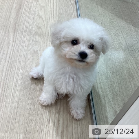 愛知県のビションフリーゼ (ペットプラス ナゴヤドーム前店/2025年10月22日生まれ/男の子/ホワイト)の子犬の4枚目の画像