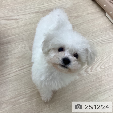 愛知県のビションフリーゼ (ペットプラス ナゴヤドーム前店/2025年10月22日生まれ/男の子/ホワイト)の子犬の3枚目の画像