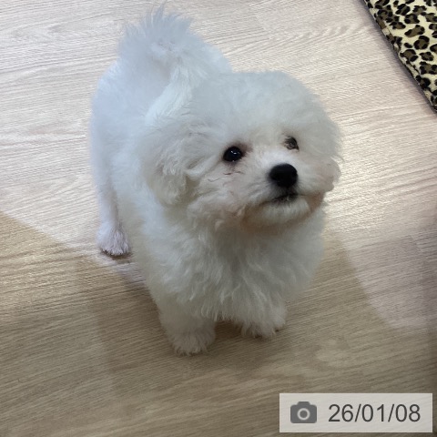 富山県のビションフリーゼ (ペットプラス 高岡店/2025年10月22日生まれ/男の子/ホワイト)の子犬の4枚目の画像