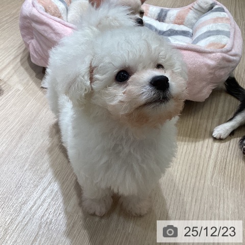 富山県のビションフリーゼ (ペットプラス 高岡店/2025年10月22日生まれ/男の子/ホワイト)の子犬の3枚目の画像