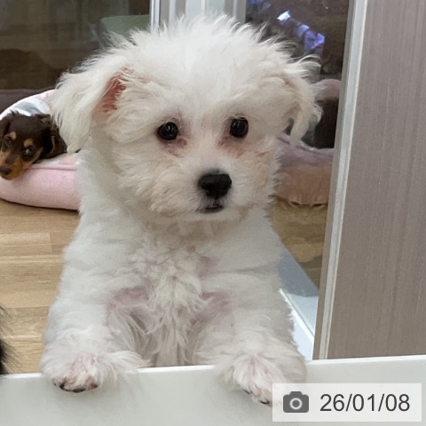 福島県のビションフリーゼ (ペットプラス 福島店/2025年10月22日生まれ/女の子/ホワイト)の子犬の3枚目の画像